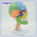 PNT-0153 3 parts colored skull model